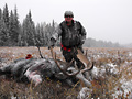 Pat Vaughn, moose, 2010