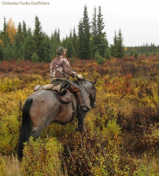 Pat Vaughn, moose, 2010