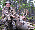 Barwick, Mule Deer in velvet, 2011