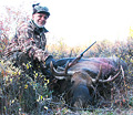 Nizam moose 2011