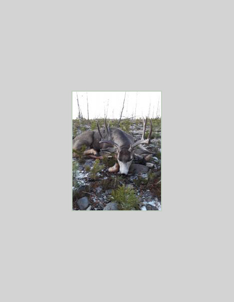 Mule Deer Buck, 2020