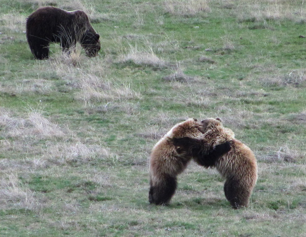 Grizzly family