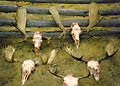 Moose camp 1, 2003