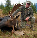 Bob - moose