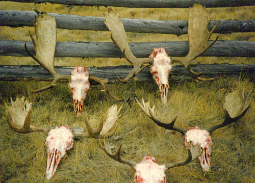 Moose camp 1, 2003